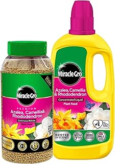 Miracle Grow Ericaceous Feed Fertiliser - Bundle of 900g Continuous Release Plant Feed Granules & 800ml Concentrated Liqui...