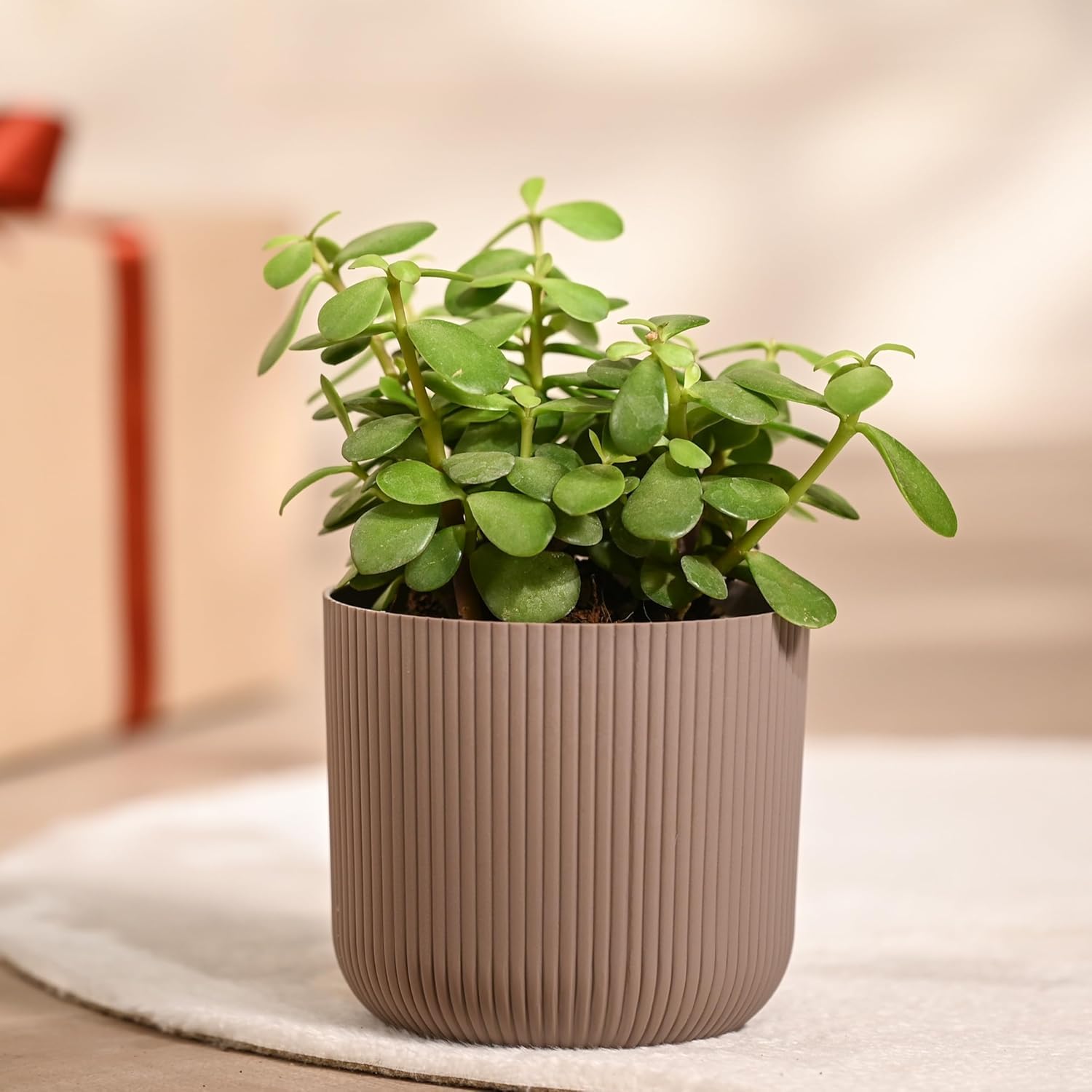 Original Green Jade Crassula Lucky Bonsai Feng Shui Plant (Pot Included) Best For Home Decorative Money Desi Jade Plant-image-3