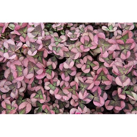 Amazon Co Jp ハルディン クローバー ティント ロゼ 9cmポット ラベル付き ホーム キッチン