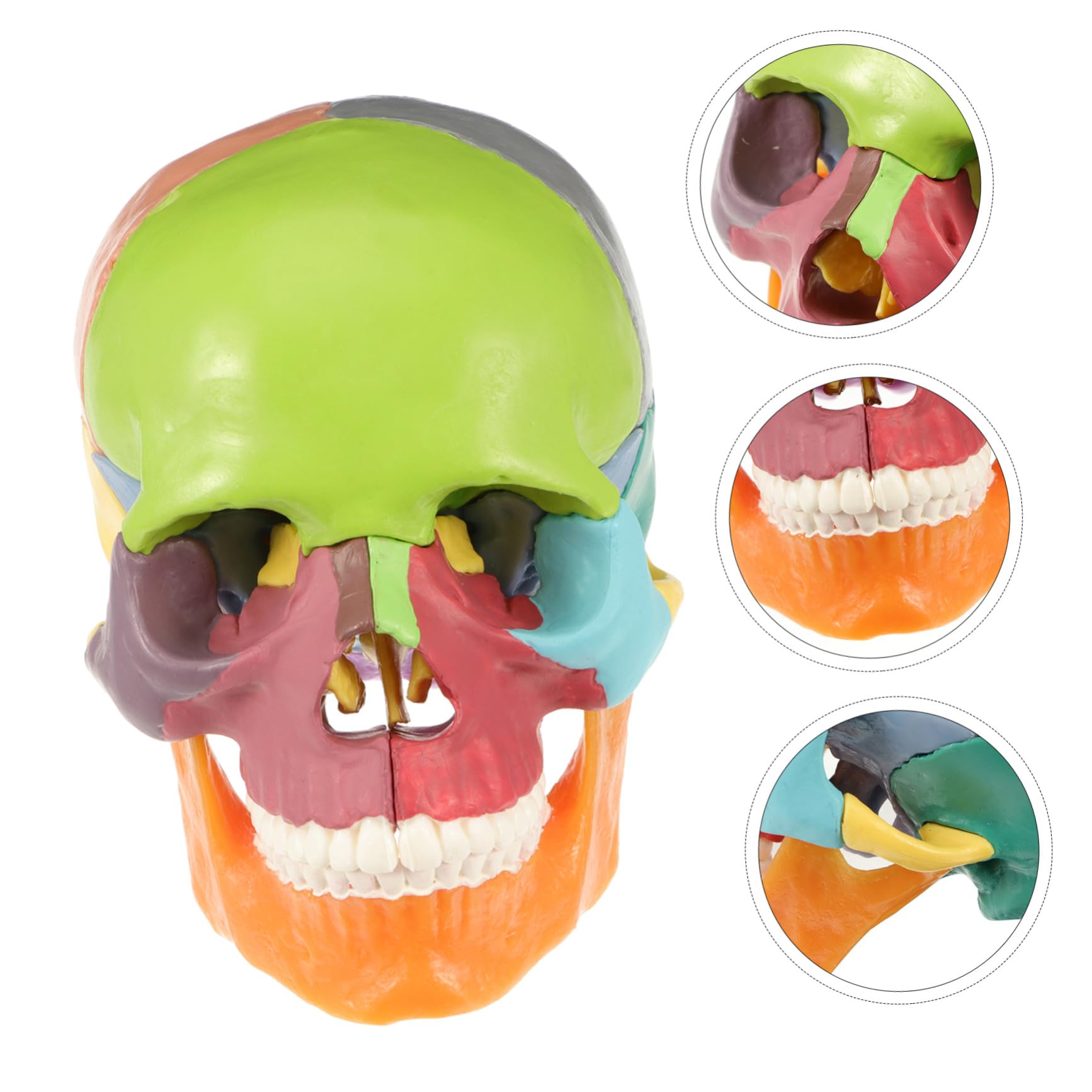 iplusmile Modellino di Teschio, Modello di Cranio, 22 Pezzi, Modello di anatomia del cranio, Smontabile Skull Cervello Medica della Testa del Cranio Modello per Studente di Medicina