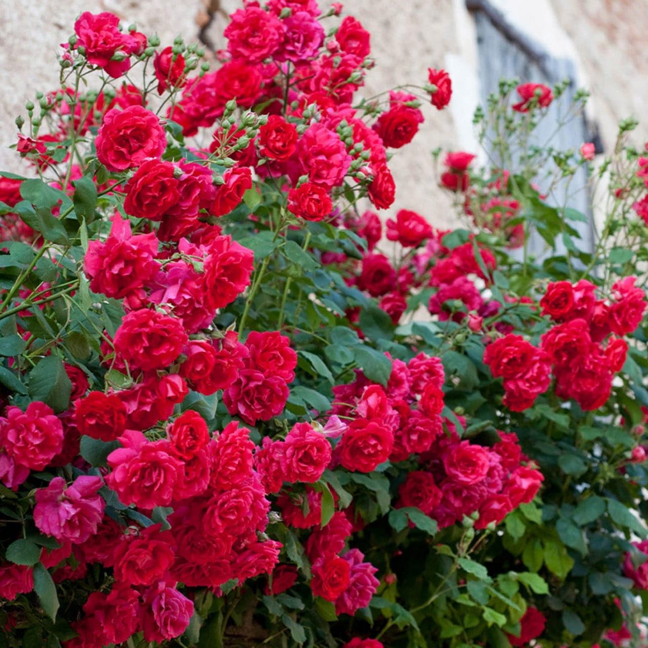 See full amazon price history chart for Generic Live Rose Plant live (Gulab ka Paudha) Original (Red) Rosa May Queen With Pot Generic Live Rose Plant live (Gulab ka Paudha) Original (Red) Rosa May Queen With Pot (B0CYMLP9PJ) Amazon Price History, Amazon Price Tracker