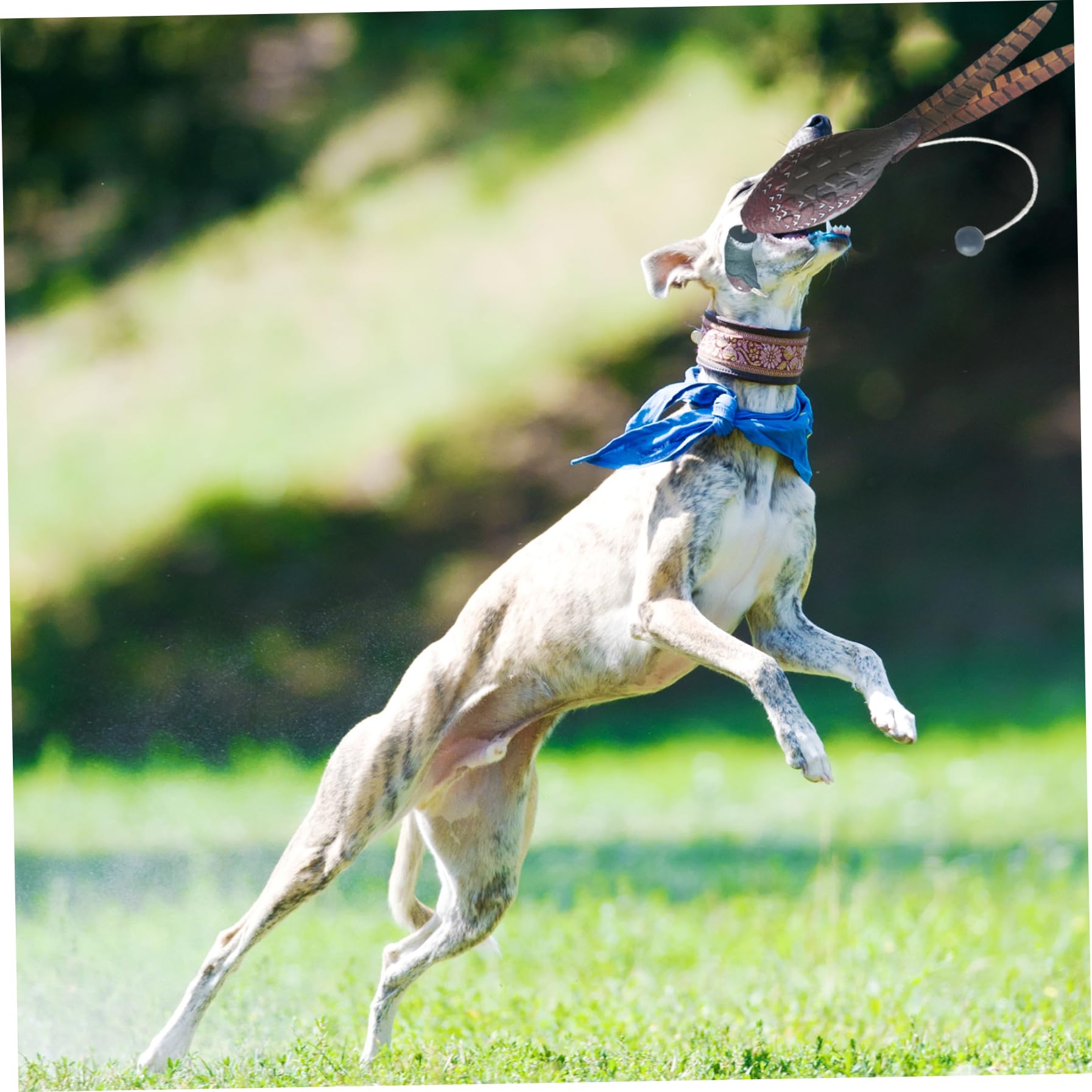 Jorzer Lanzador de pájaros para Entrenamiento de Perros, Lanzador de Pavo simulado, Juguete de Entrenamiento Resistente a mordeduras, Divertidos Juguetes interactivos para Mascotas.