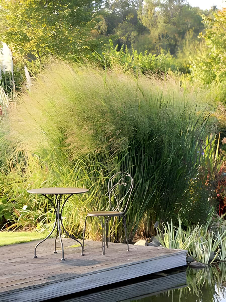 Stauden Gänge 10 x Panicum virgatum 'Cloud Nine' Blaue Riesen Rutenhirse