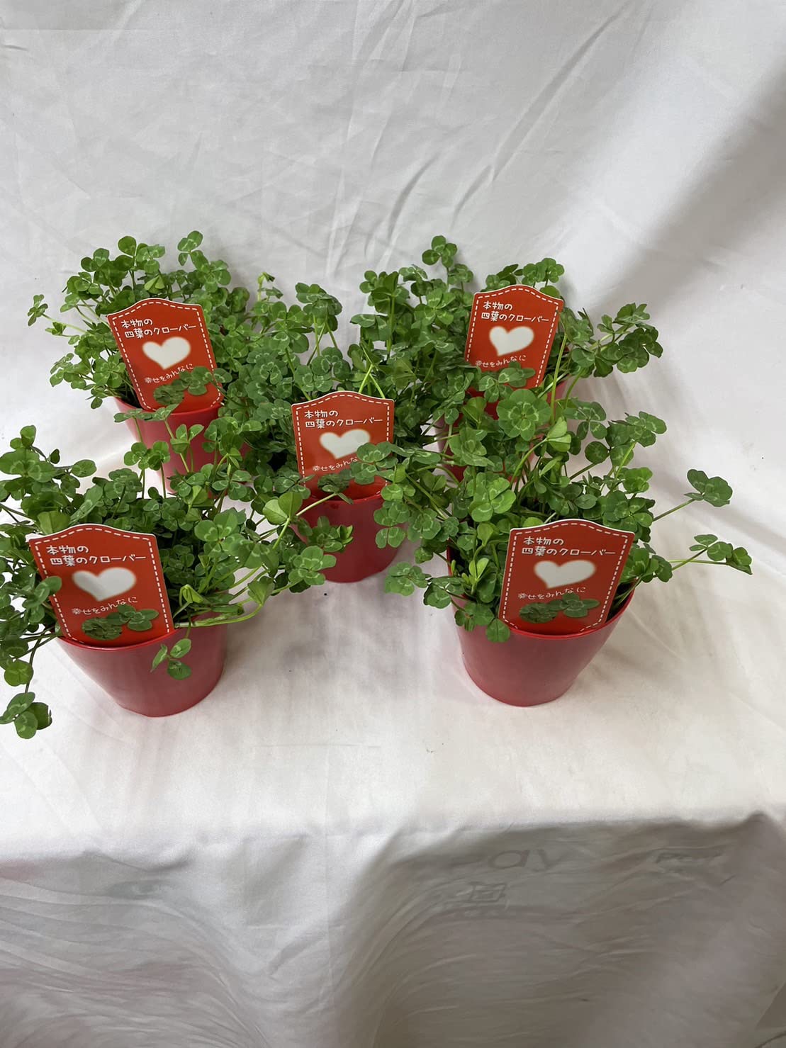 観葉植物 専用 四つ葉のクローバー 10鉢
