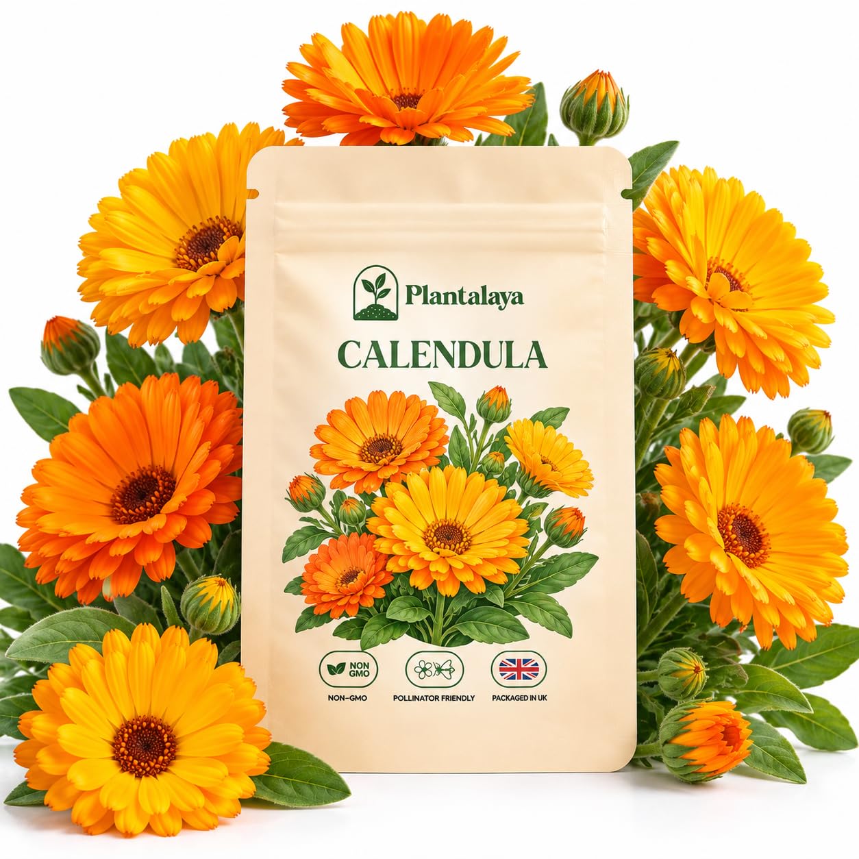 Dwarf Calendula Seeds – Compact Pot Marigold Flower Seeds – Bright Orange & Yellow Blooms – Pollinator Friendly Flowers for Pots, Borders, Containers & Window Boxes