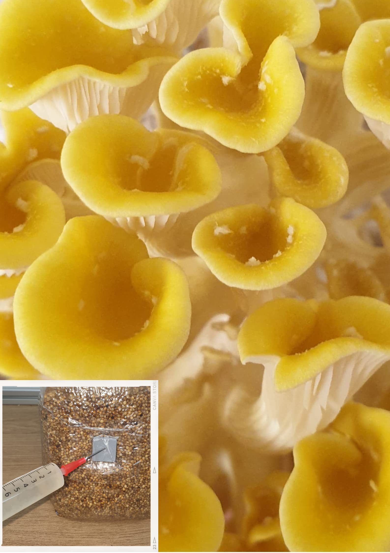 Gold Oyster Mushroom Liquid Culture 10ml, Commercial Strain 2502 *Top Quality*