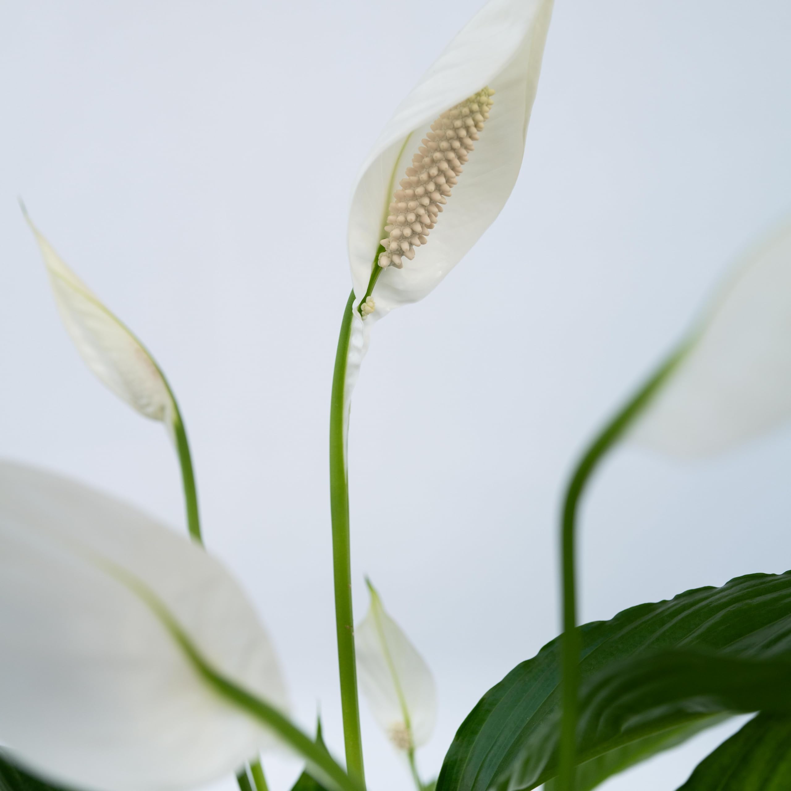 Plant in a Box - Spathiphyllum - Set de 2 - Planta de interior - Maceta 17cm - Altura 60-75cm