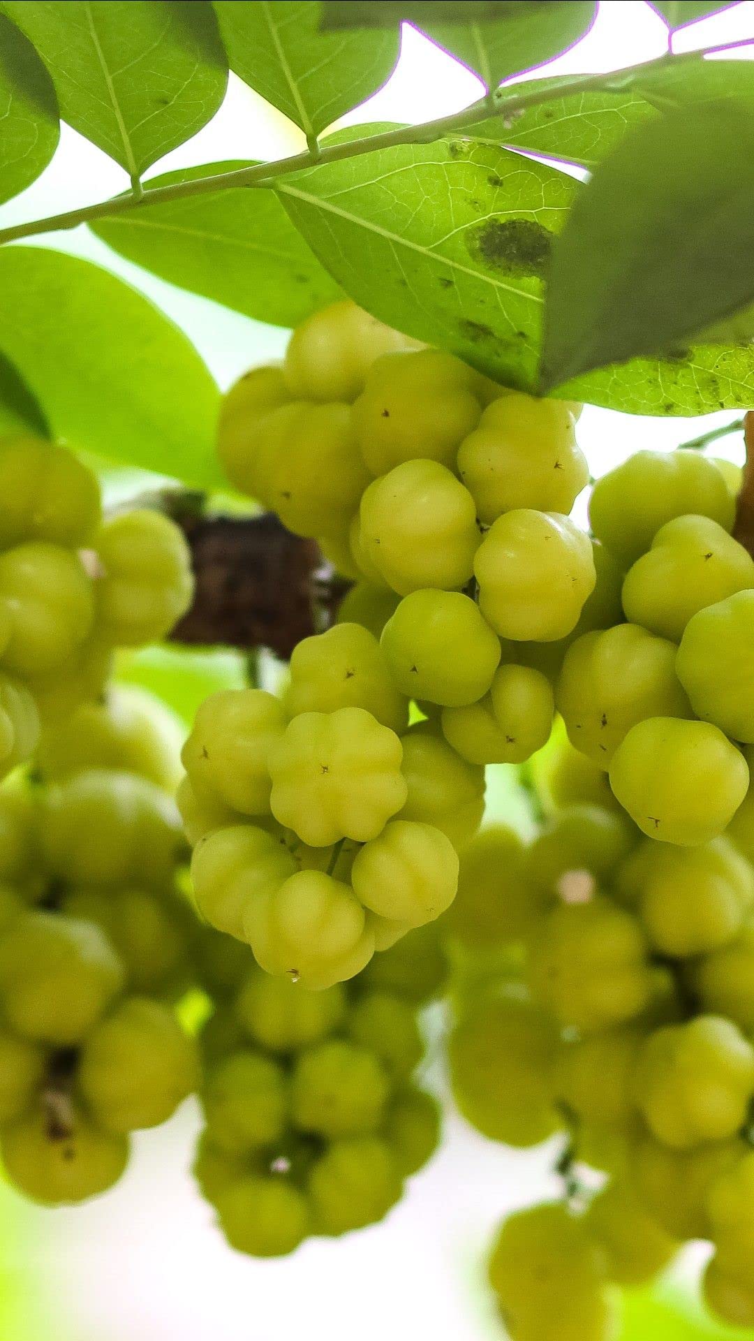 Indian Star Gooseberry, Nellika, Malay Gooseberry, Noyal Fol Live Plant Original Variety (B0B88DNH9S) Amazon Price History, Amazon Price Tracker