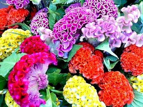 Celosia Cristata Cockscomb Seed Mix 200+ Semillas Lanas Colores Mixtos Flores Exóticas Jardín