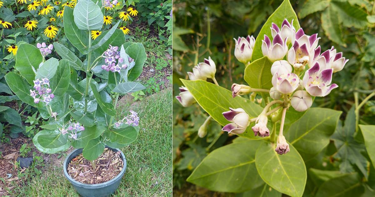 Apocynaceae Live Herb Plant For Home Planting,Apocynaceae Live Herb Plant  For Home gardening Pack Of 1 : Amazon.in: Garden & Outdoors