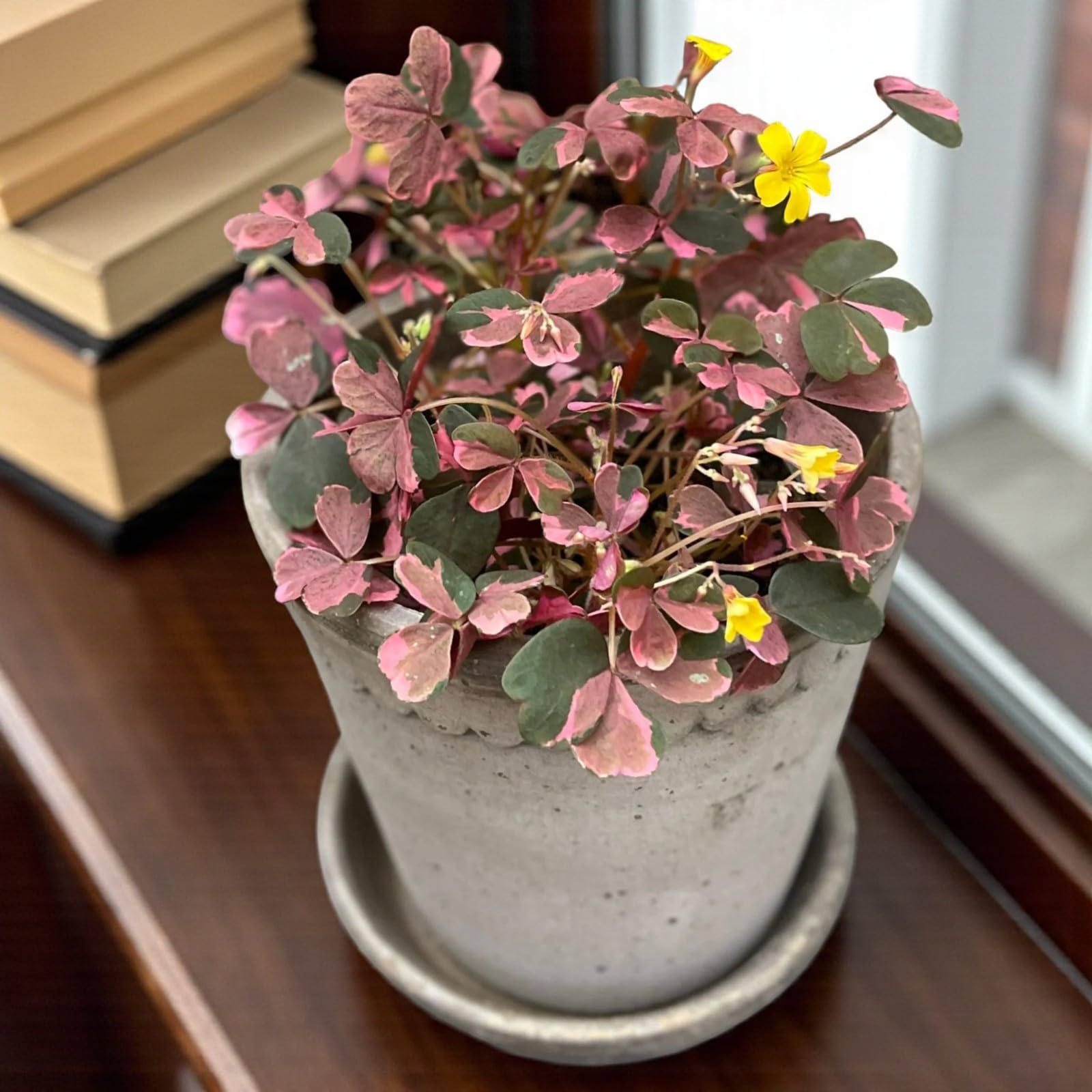 View 2