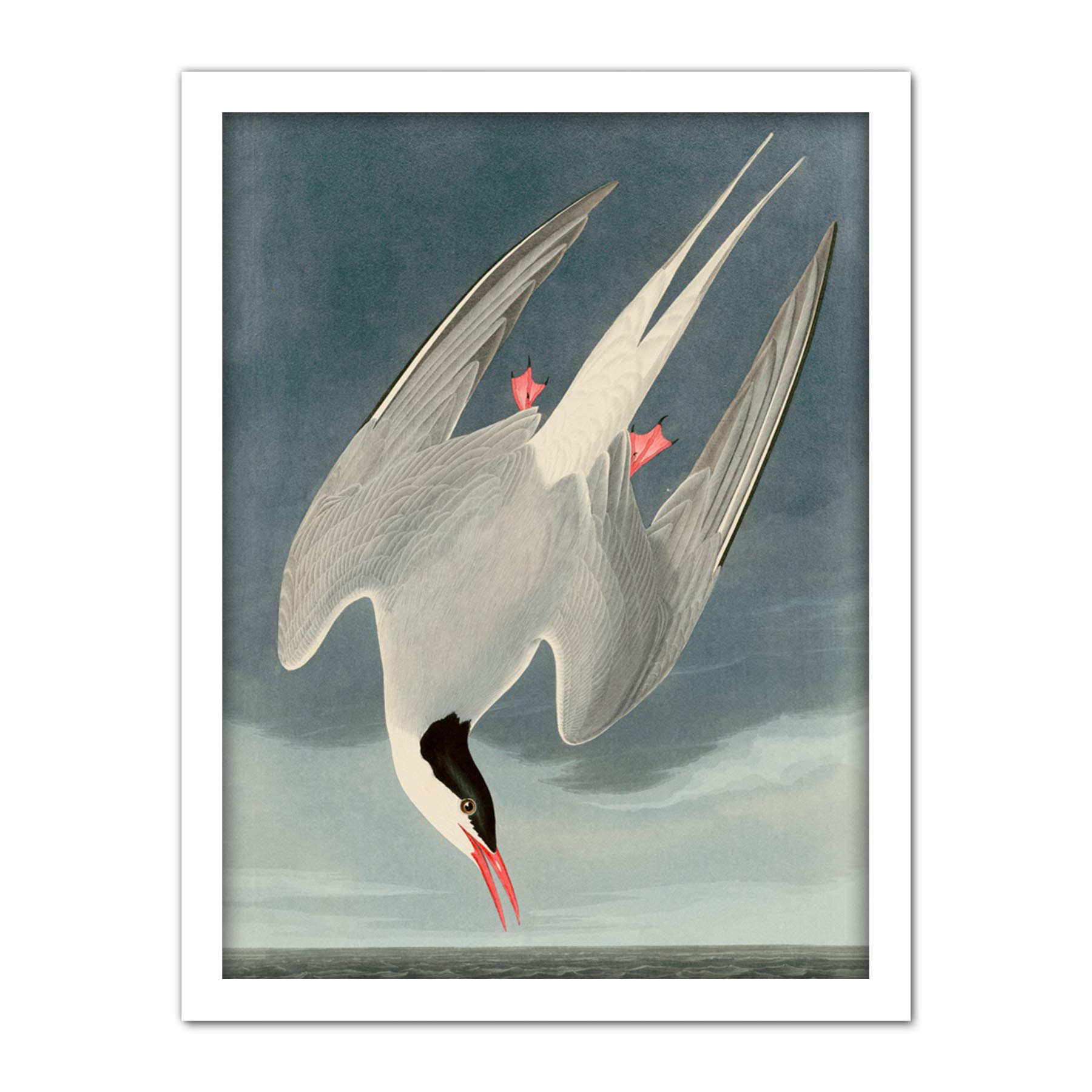 Artery8 Audubon Birds America Arctic Tern Artwork Framed Wall Art Print 18X24 Inch
