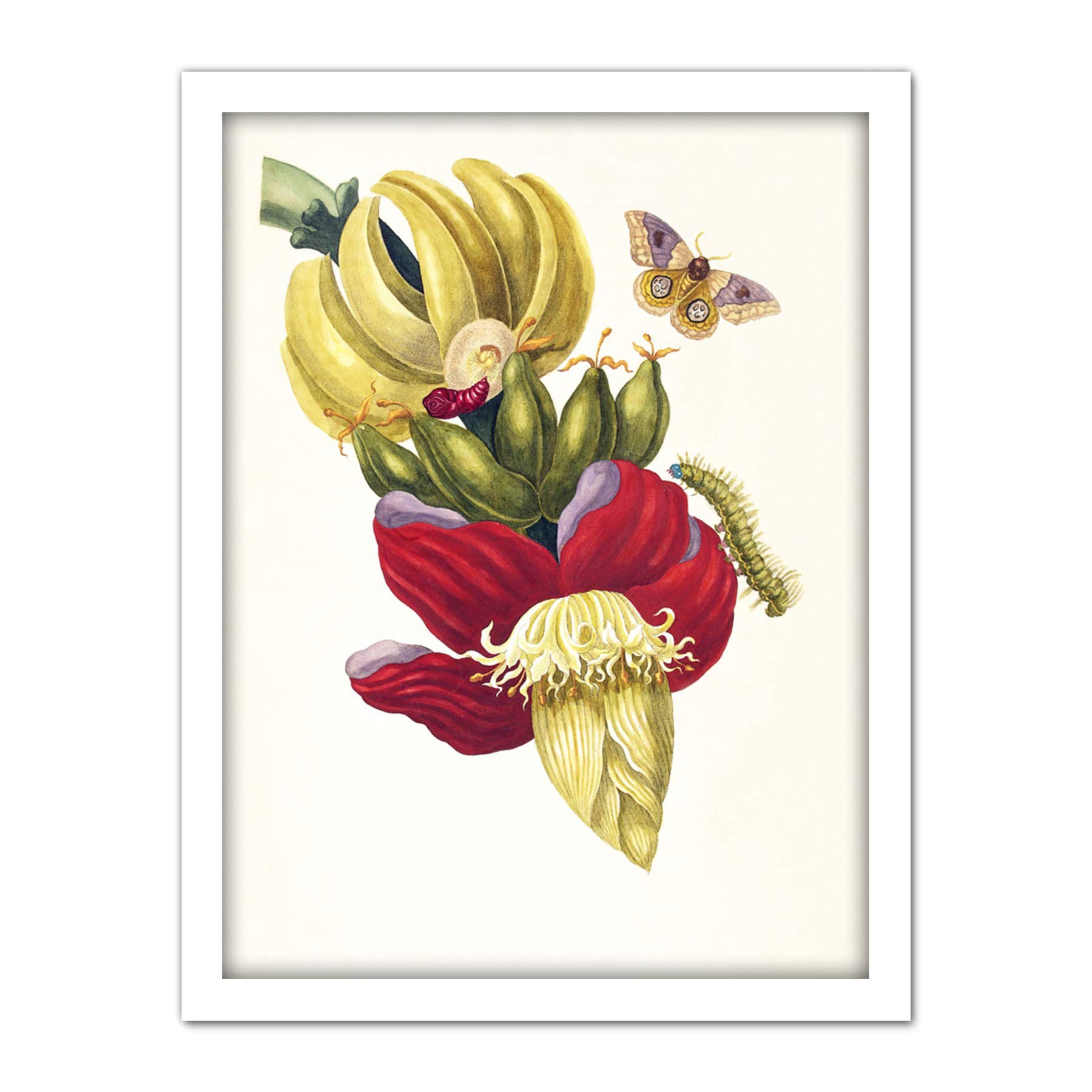 Artery8 Merian Banana Plant Insects Vintage 1705 Artwork Framed Wall Art Print 18X24 Inch
