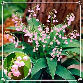 71yKL-OnzIL._AC_UF350,