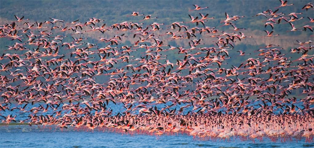 Africa: Discovering Wildlife Parks