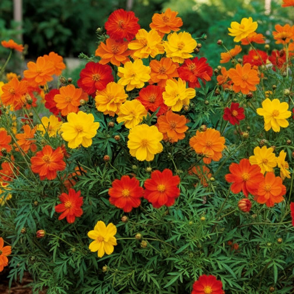 Cosmos Polidor Mix Seeds – Wildlife Attracting Flowers – RHS Plants for Pollinators – Half Hardy Annual – for Your Beautiful Garden
