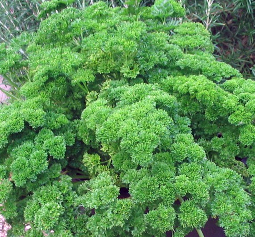 Parsley Seed, Moss Curled, Heirloom, Non GMO, 25+ Seeds, Parsley Seeds