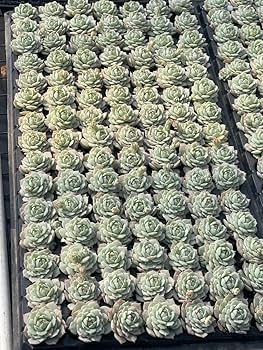 ⭐️新品同様⭐️ビレロイ＆ボッホ　エンジェルオルゴール（サイレント　ナイト） Amazon.co.jp: 105 Seedlings Set S82-6 Silent Night Succulent