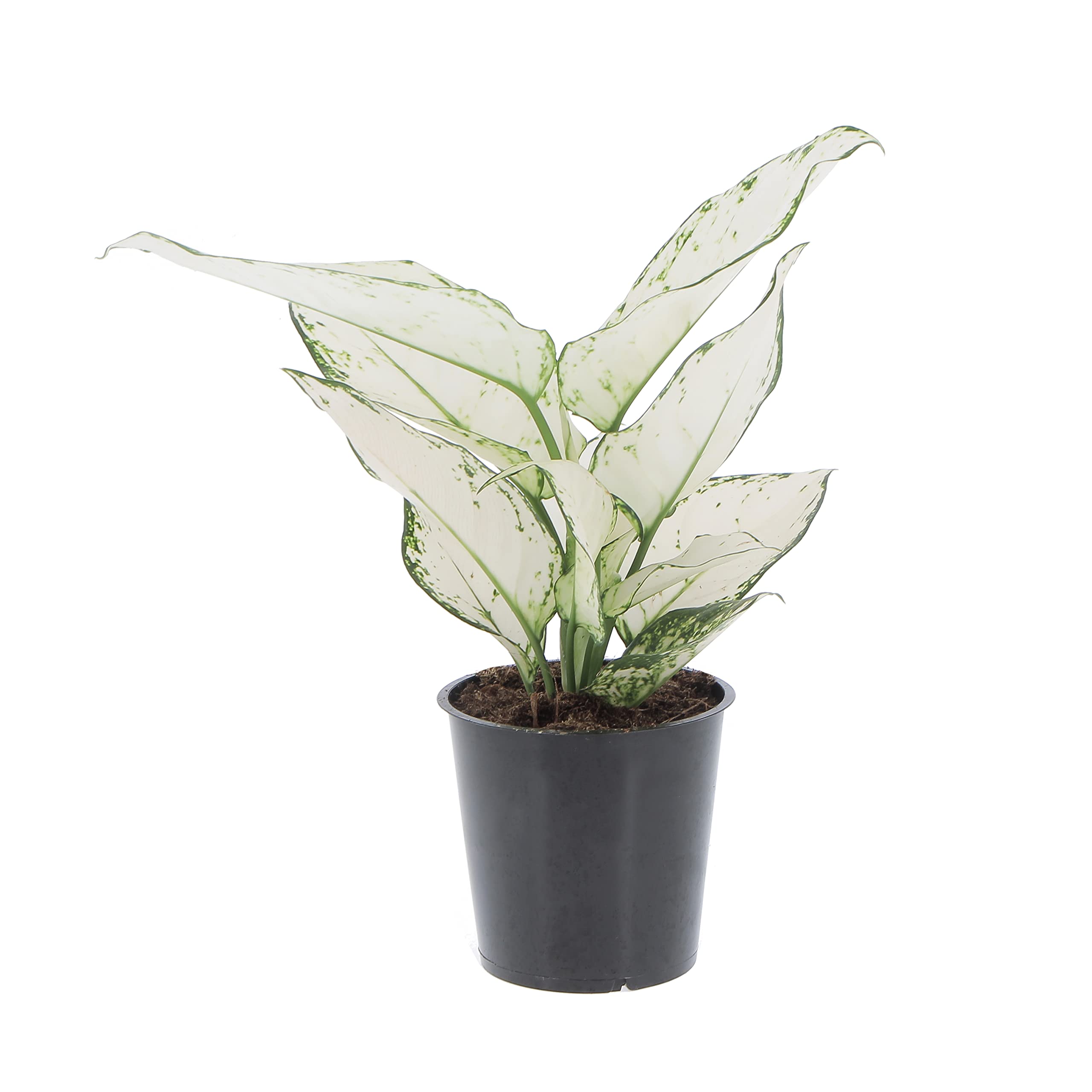 KENTIS - Aglaonema White Joy - Piante da Interni Vere - Pianta Purifica Aria da Appartamento - H 20-30 cm Vaso Ø 12 cm