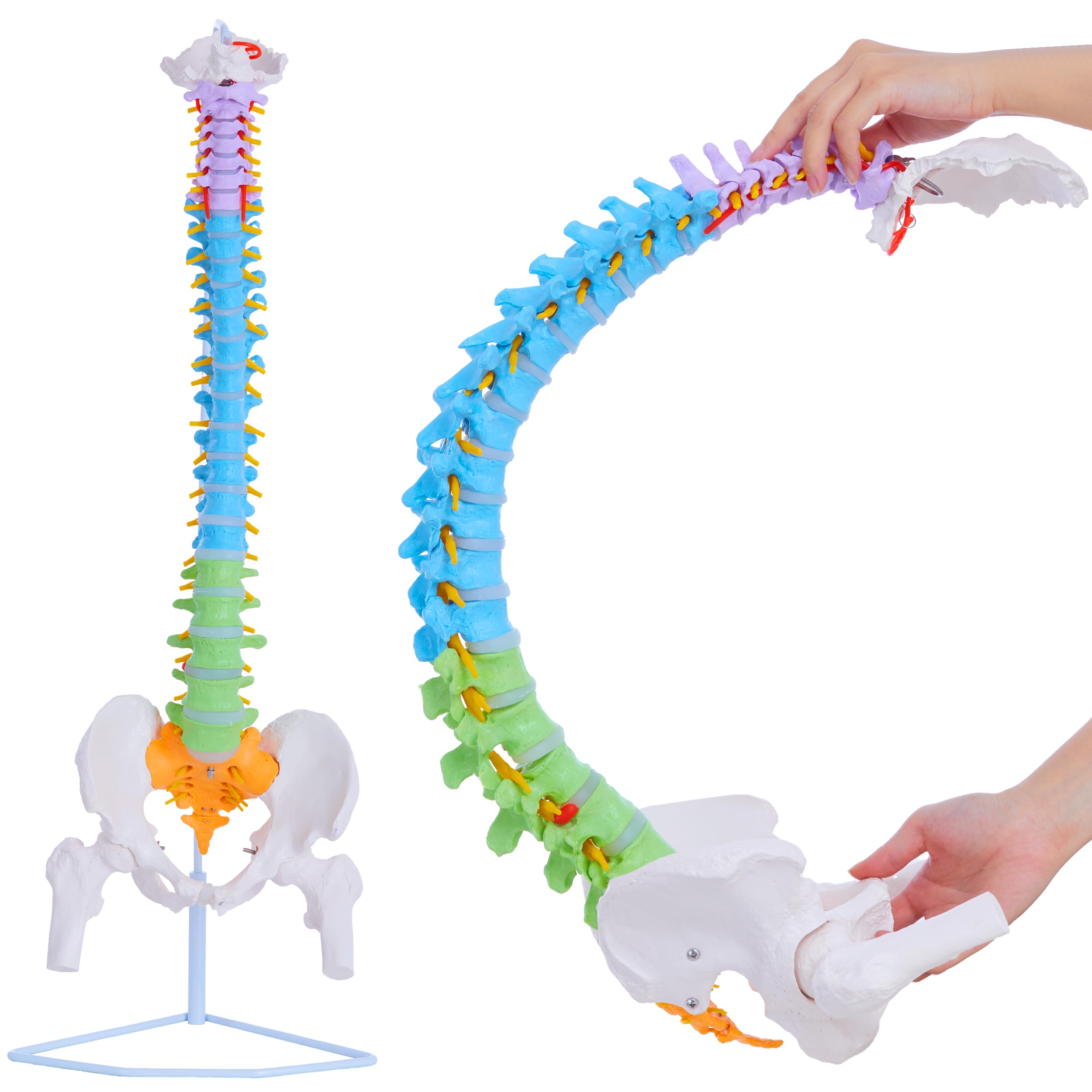 life size spine model - 34.6'' flexible human spinal anatomical model with nerves, arteries, lumbar column and male pelvis, colorful anatomy spine model