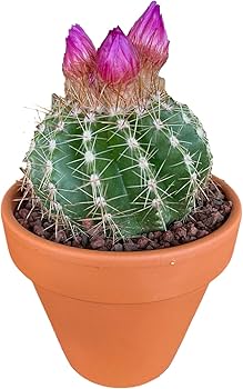 Amazon.co.jp: 花言葉『温かい心』【花つきミニサボテン おまかせMIX 4 Amazon.co.jp: 花言葉『温かい心』【花つきミニサボテン おまかせMIX 4