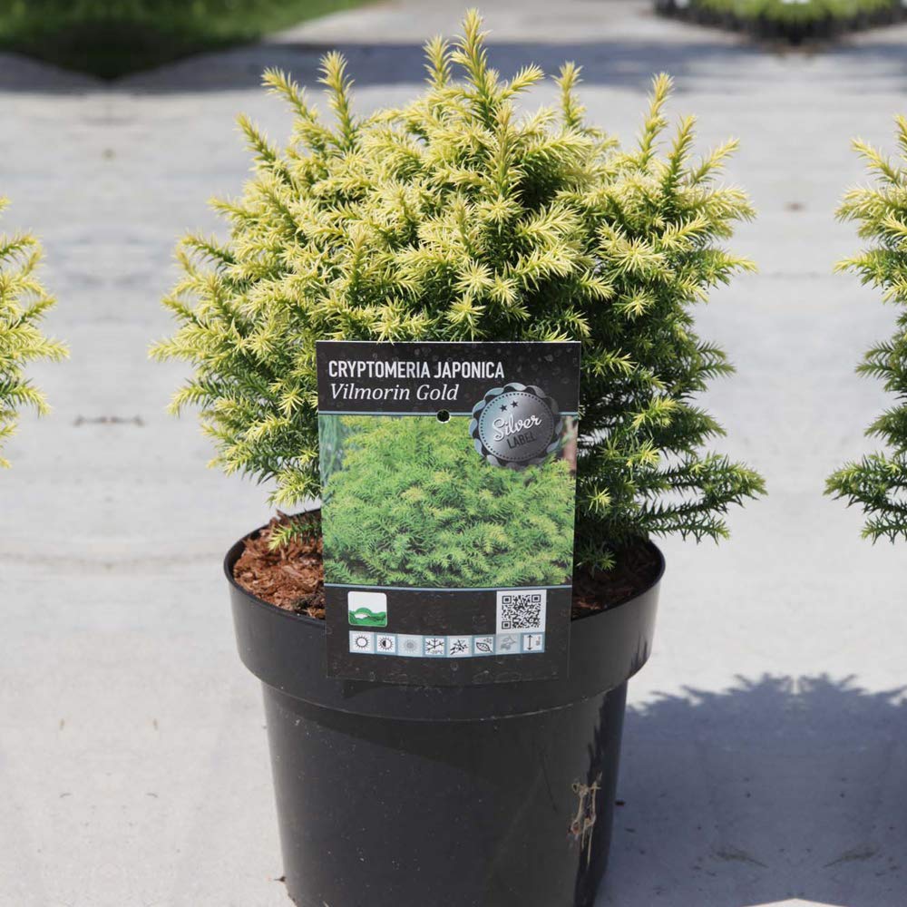 Thompson & Morgan Hardy Perennial Shrub, Cryptomeria Japonica ‘Vilmorin Gold’, Potted Garden Plants Ideal for Cottage Gardens, Patio and Containers 3 Litre Pot