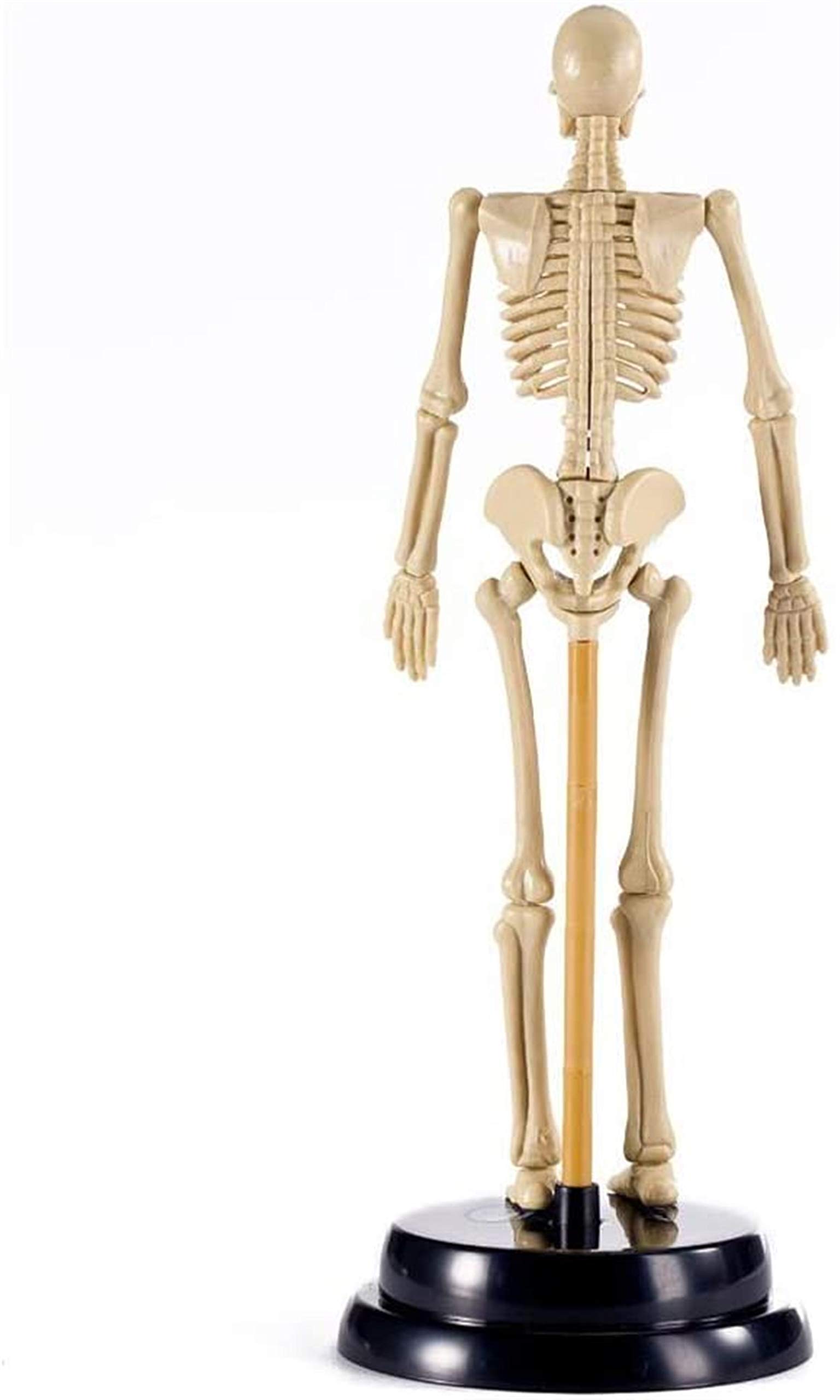 Mini ludzki model szkieletu do nauki anatomii, 10,6-calowy zestaw do montażu szkieletu z PVC o szczegółowej strukturze