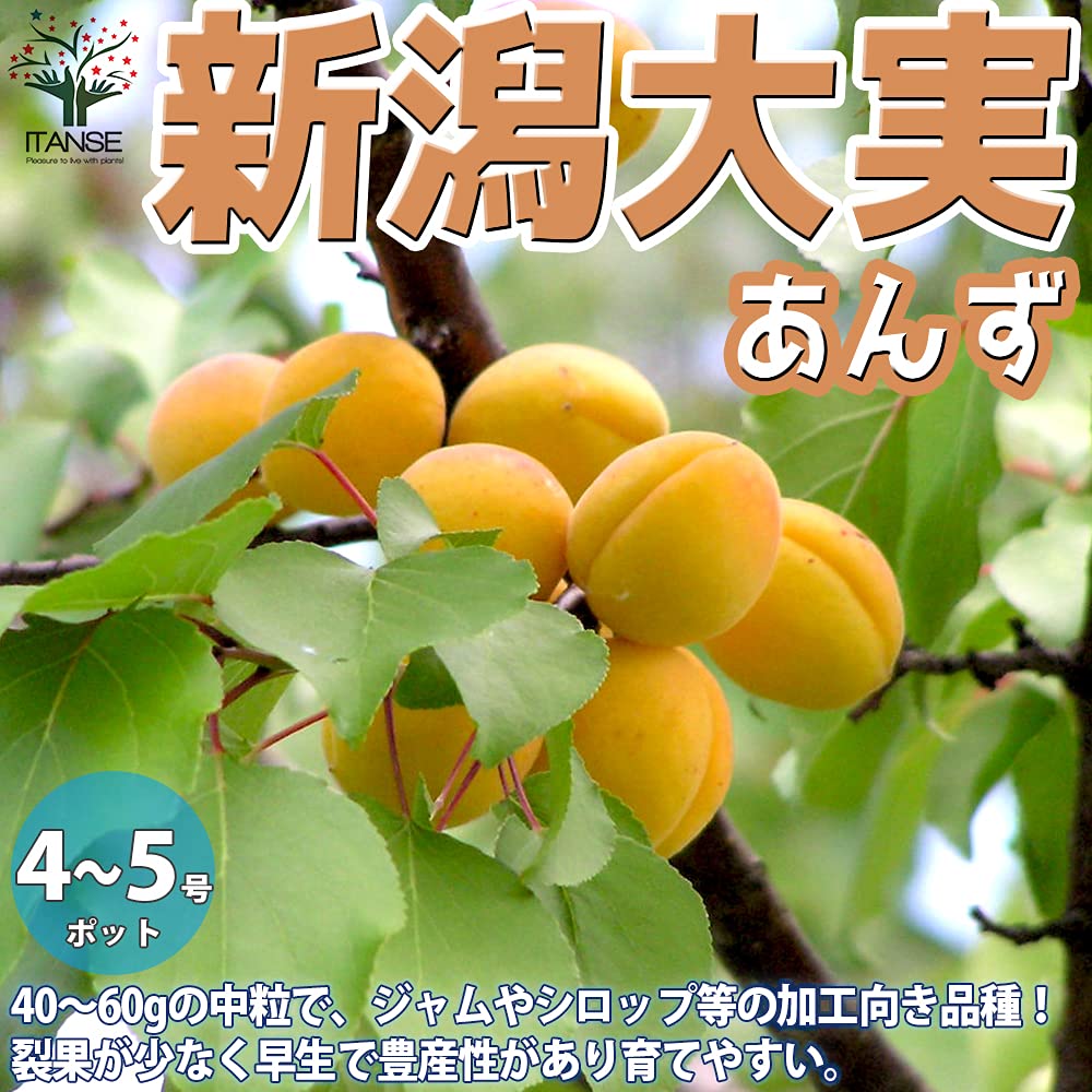 Amazon.co.jp: 杏(アンズ)の苗木 新潟大実【品種で選べる果樹苗木 12