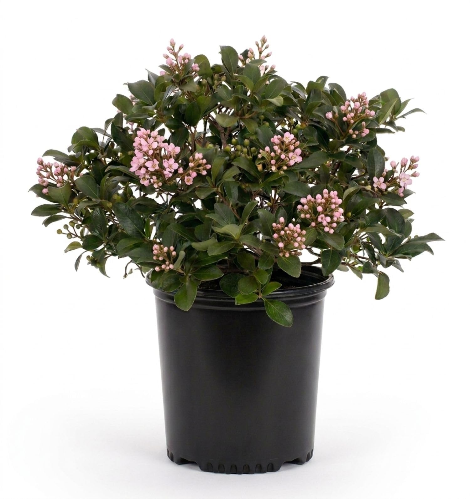 Eleanor Taber Indian Hawthorn (2.5 Gallon)