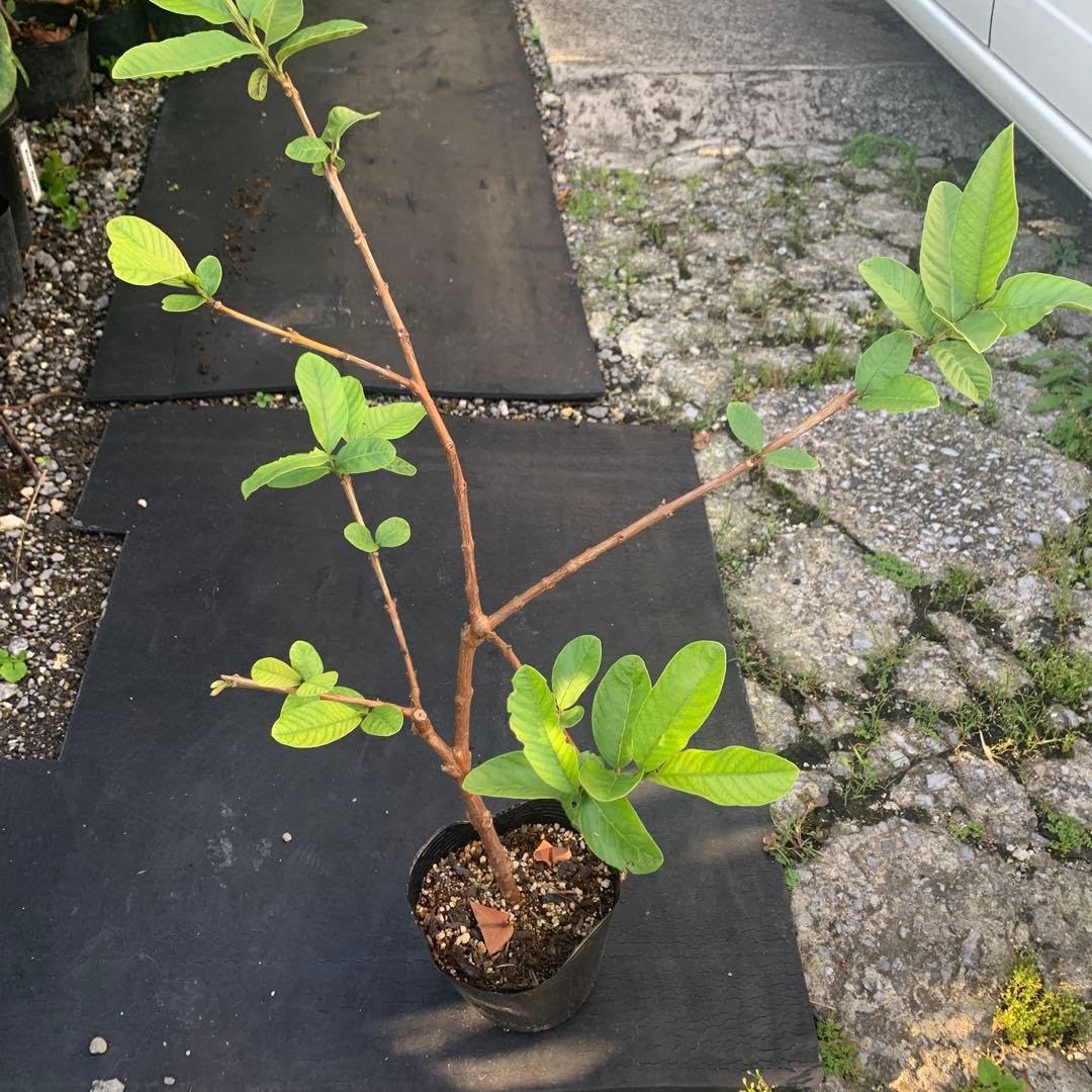 ピンクグアバ　取木苗 苗木・植木 ピンクグアバ 取木苗