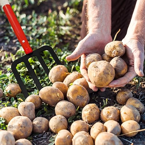 Miniatura 5 de Tenedor de jardín resistente para excavar, tenedor de 4 dientes para abono de jardinería, tenedor de jardín con mango de madera, 45 pulgadas