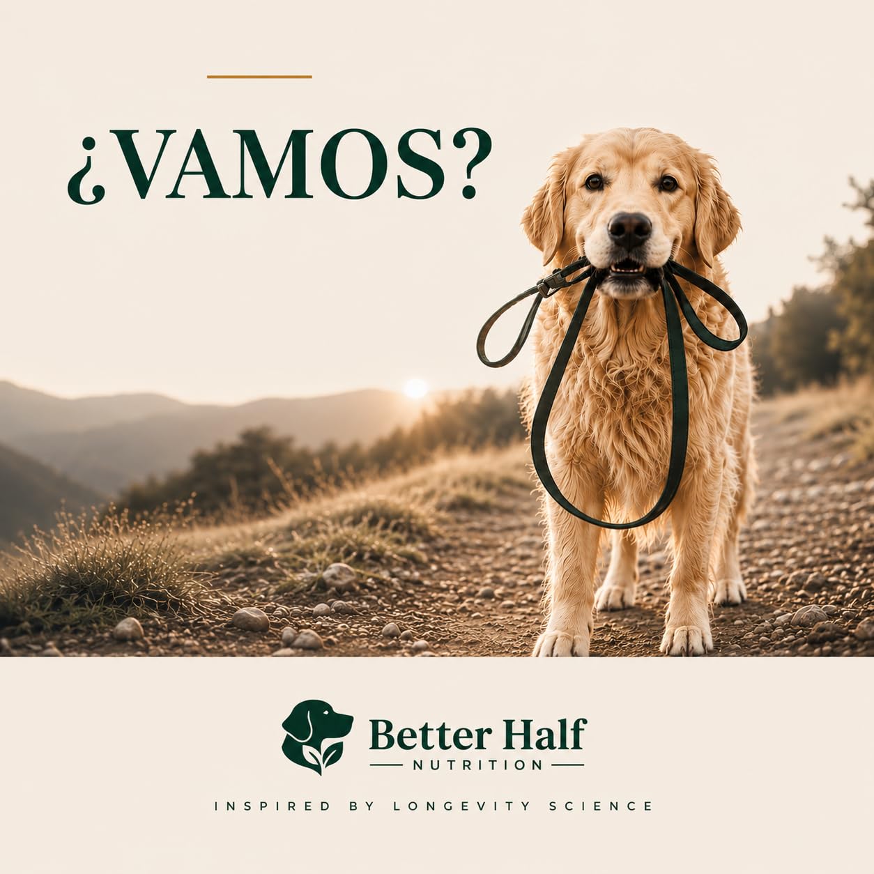 Condroprotectores Perros Masticable | Glucosamina, Condroitina, MSM y Colágeno | 120 Snacks Blandos para Articulaciones y Cadera | Move by Better Half Nutrition | Hecho en Europa | GMP+
