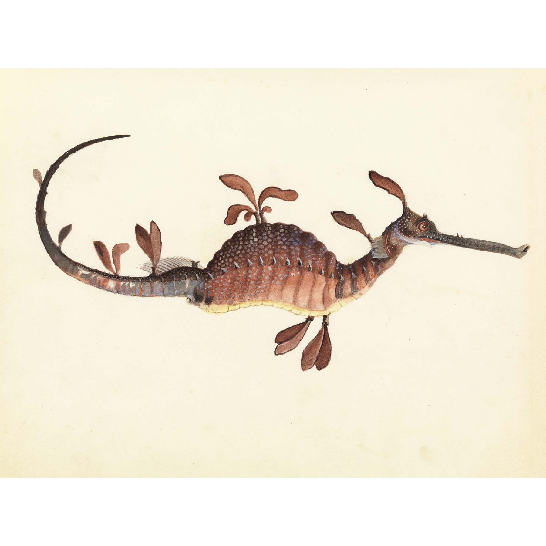 Artery8 Gould Weedy Seadragon Marine Book Illustration Premium Wall Art Canvas Print 18X24 Inch