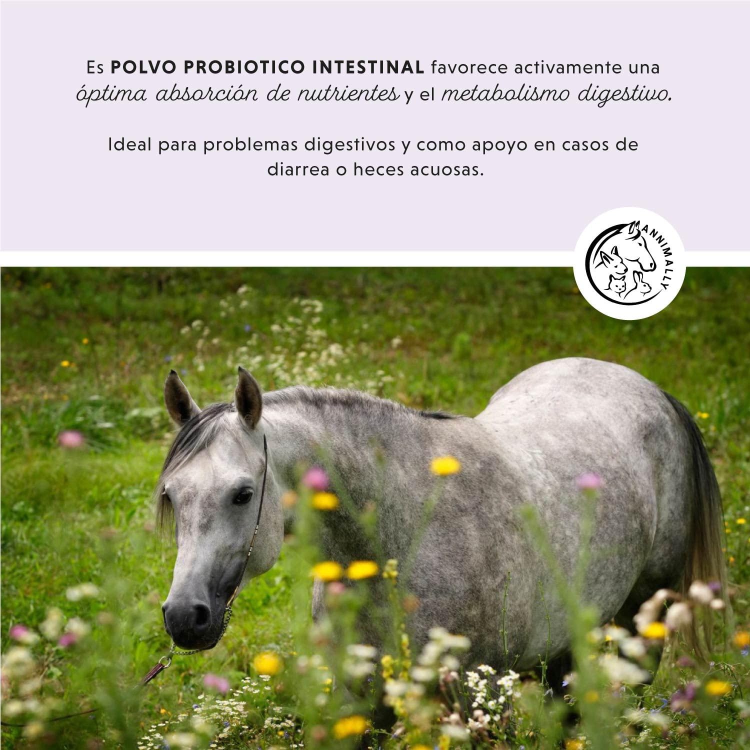 Polvo probiótico para Caballos - 750 g de Polvo intestinal con levadura Viva para una Flora intestinal Saludable - Bacterias intestinales para la rehabilitación intestinal en Caballos