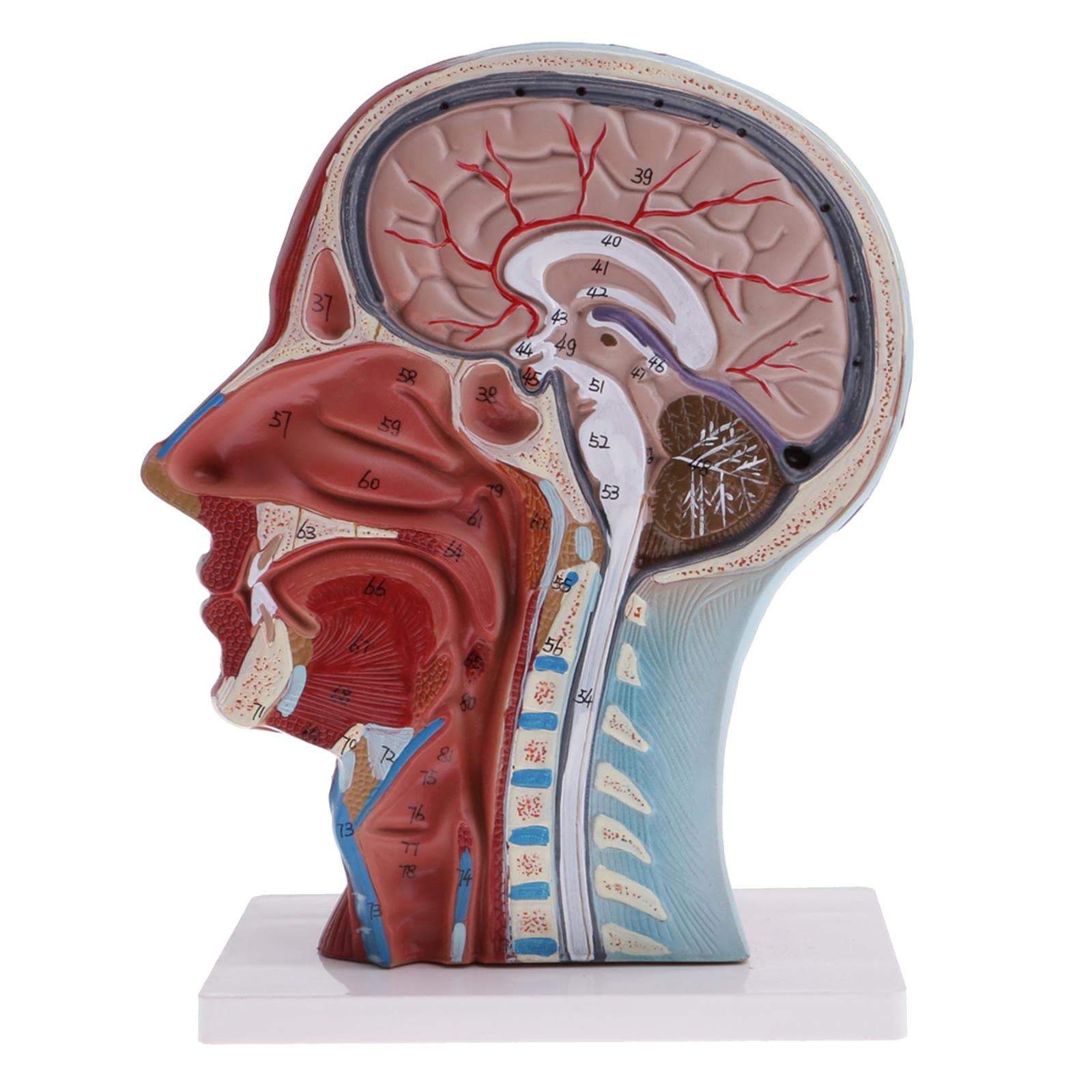 Modelo de anatomía de cabeza y cuello humano 1:1 | Musculatura detallada y estructuras neurovasculares | Modelo de demostración de enseñanza de tamaño real | Material | Ideal para