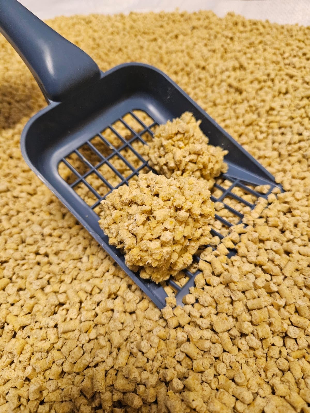 ASF Katzenstreu aus Mais 19 kg (35 l), klumpend - Naturstreu aus 100% Mais, staubarm, geruchsbindend, biologisch abbaubar, ohne Duftstoffe und chemische Zusätze, sanft zu Katzenpfoten