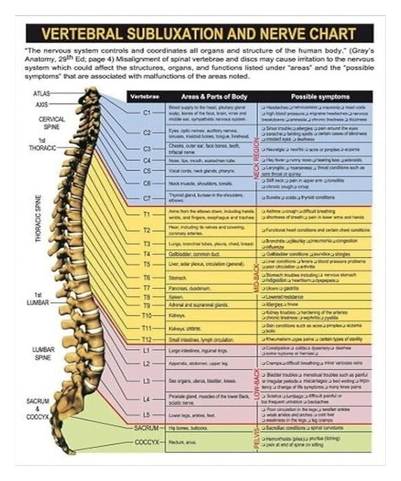 KCDFDVJFBM Neurological Anatomy Poster - Diagram of Spinal Cord and Nerve Roots, Informative Wall-Art for Physical Students, Nurses, or Anatomy Lovers(Unframed,12x18inch(30x45cm))
