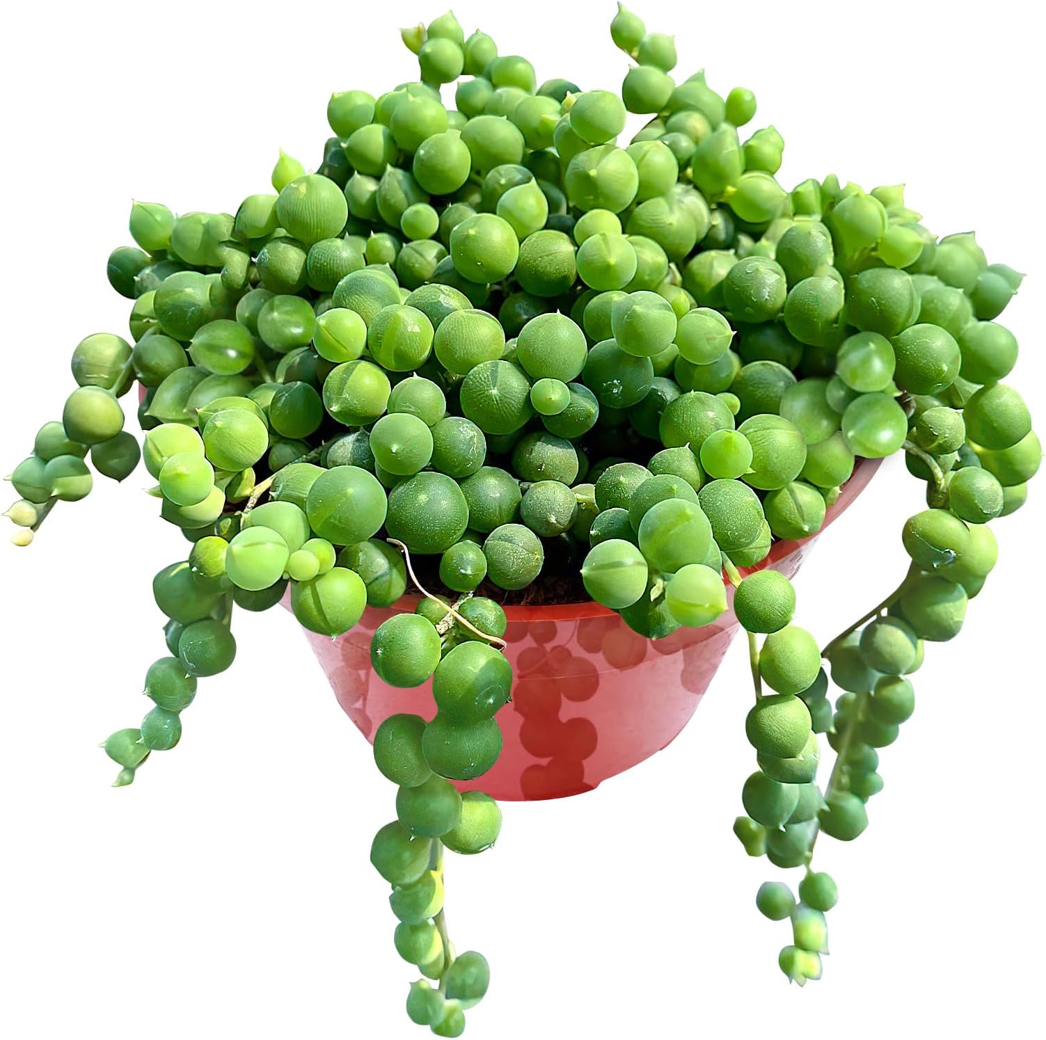 Sprout N Green 4" String of Pearls, Live Trailing Succulent Fully Rooted in Pots with Soil Mix, for Home Office Wedding Hanging Decoration, DIY Projects, Party Favor, Keep Away from Pets