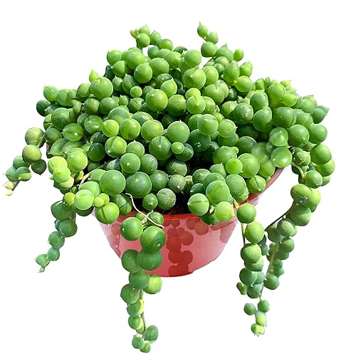 4" String of Pearls, Live Trailing Succulent Fully Rooted in