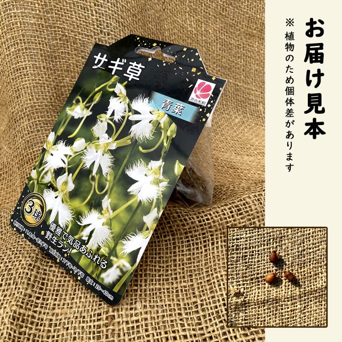 Amazon.co.jp: サギ草 【 青葉 】 球根 3株 野生ラン サギソウ 鉢植え