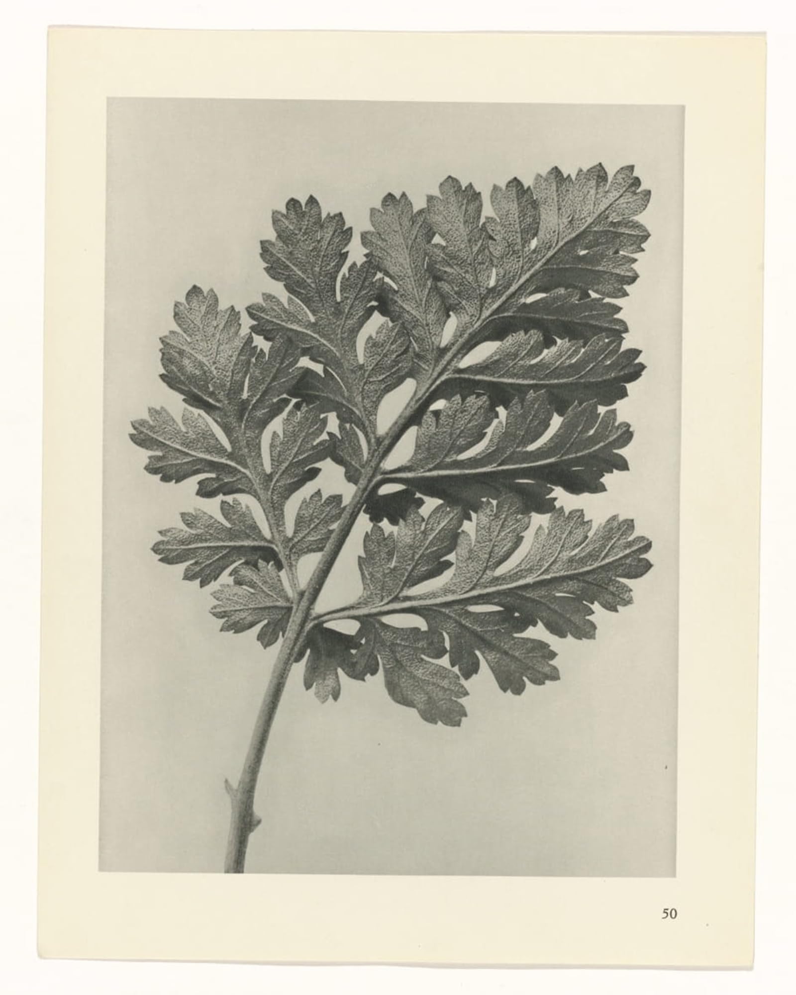 SERENDIPITP Aesthetic Poster Photo Wall Print Retro Picture Botanical Picture Painting Canvas Art by Karl Blossfeldt Modern Wall Artwork for Home Decor 60x90cm