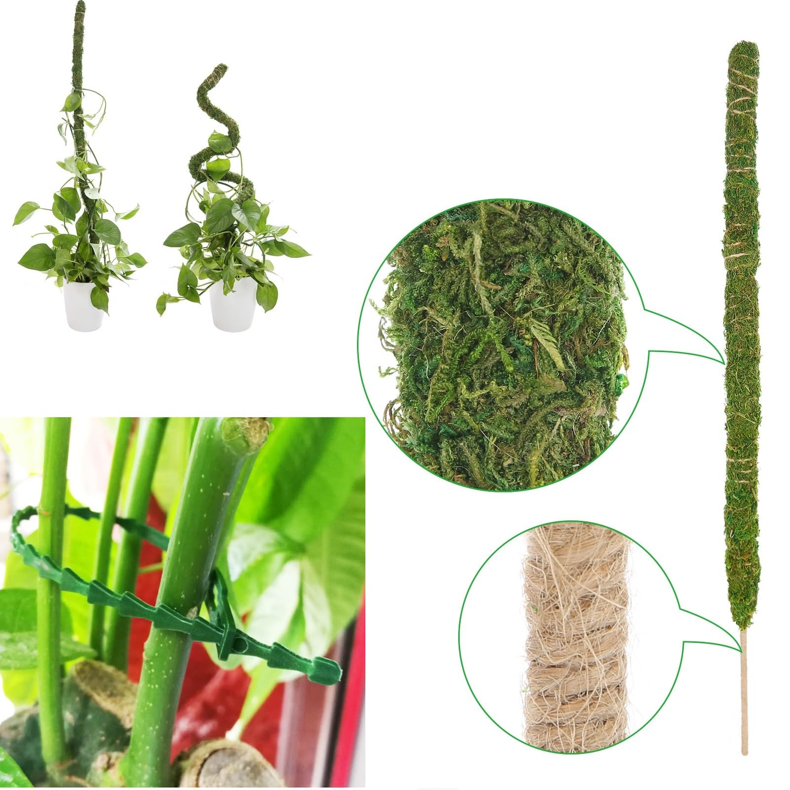 Amazon | 2本 園芸 支柱 曲げる モンステラ観葉植物 ポトス ヘゴ ココ