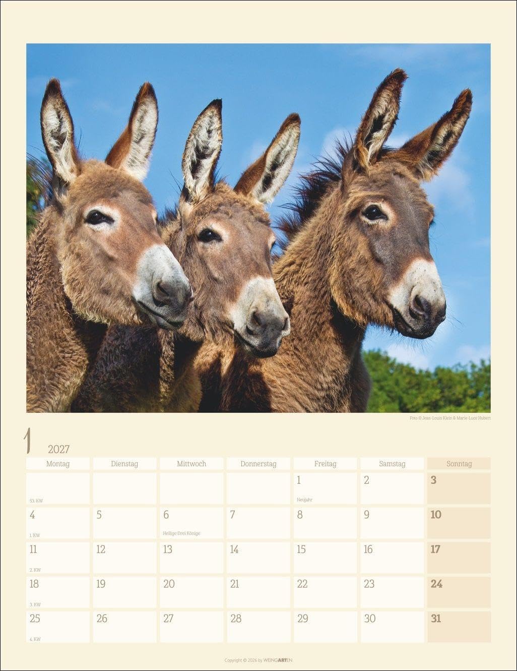 Esel Kalender 2027: Jahres-Wandkalender mit Fotos von Jean-Louis Klein und Marie-Luce Hubert. Tierkalender mit süßen Eselfotos. Planer mit Platz zum Eintragen. Hochformat 30x39 cm