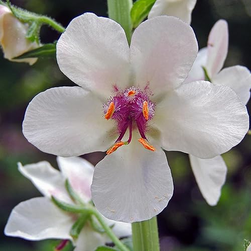 CHUXAY GARDEN Verbascum Blattaria Seed - 50 semillas de polilla gordolobo flor encantadoras flores blancas atraen mariposas y abejas añadiendo un disponible en Yaxa Colombia