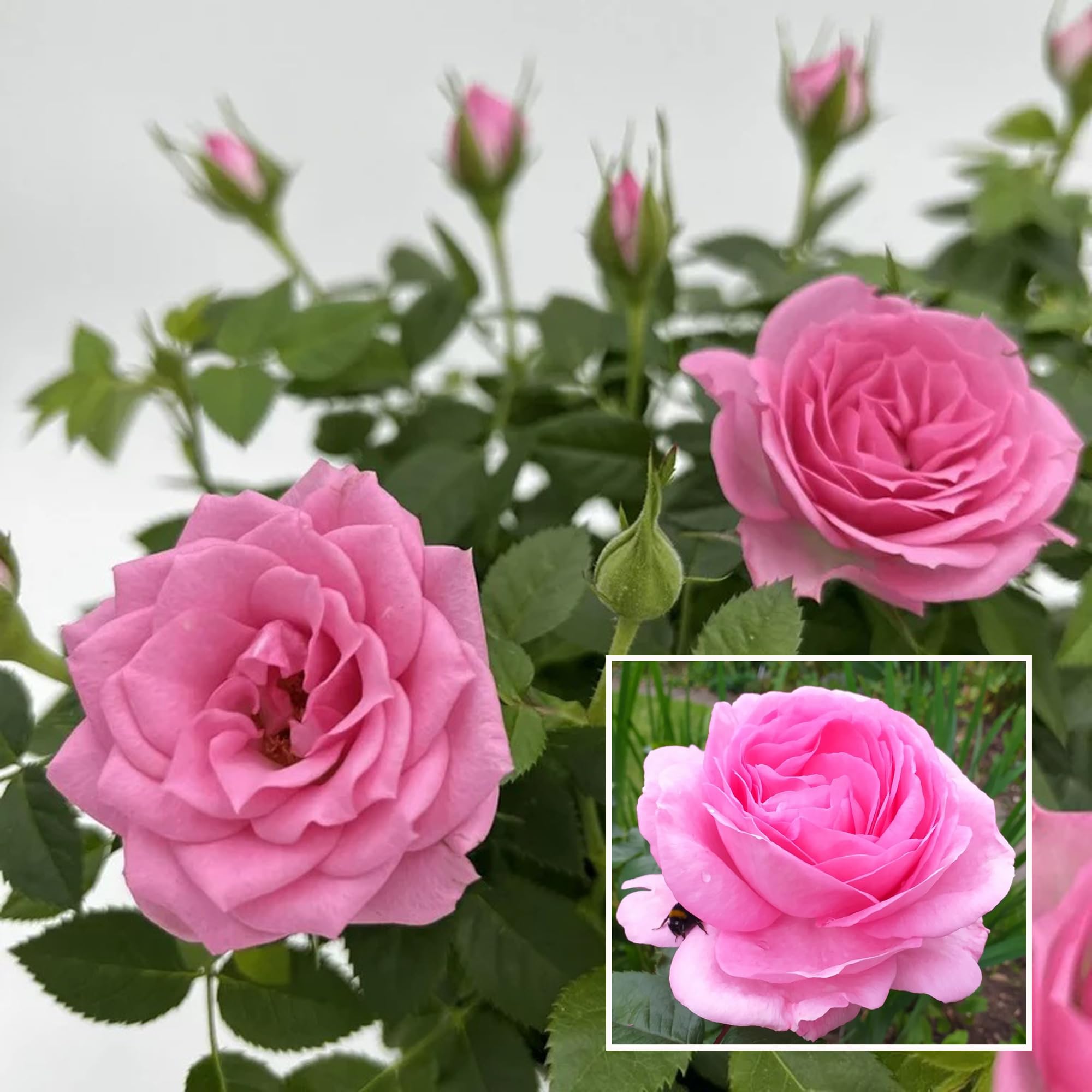 See full amazon price history chart for HAPING Pink Colour Rose Fragrant Flower Live Plant (1-2 Feet Height) HAPING Pink Colour Rose Fragrant Flower Live Plant (1-2 Feet Height) (B0CTHTGSY8) Amazon Price History, Amazon Price Tracker
