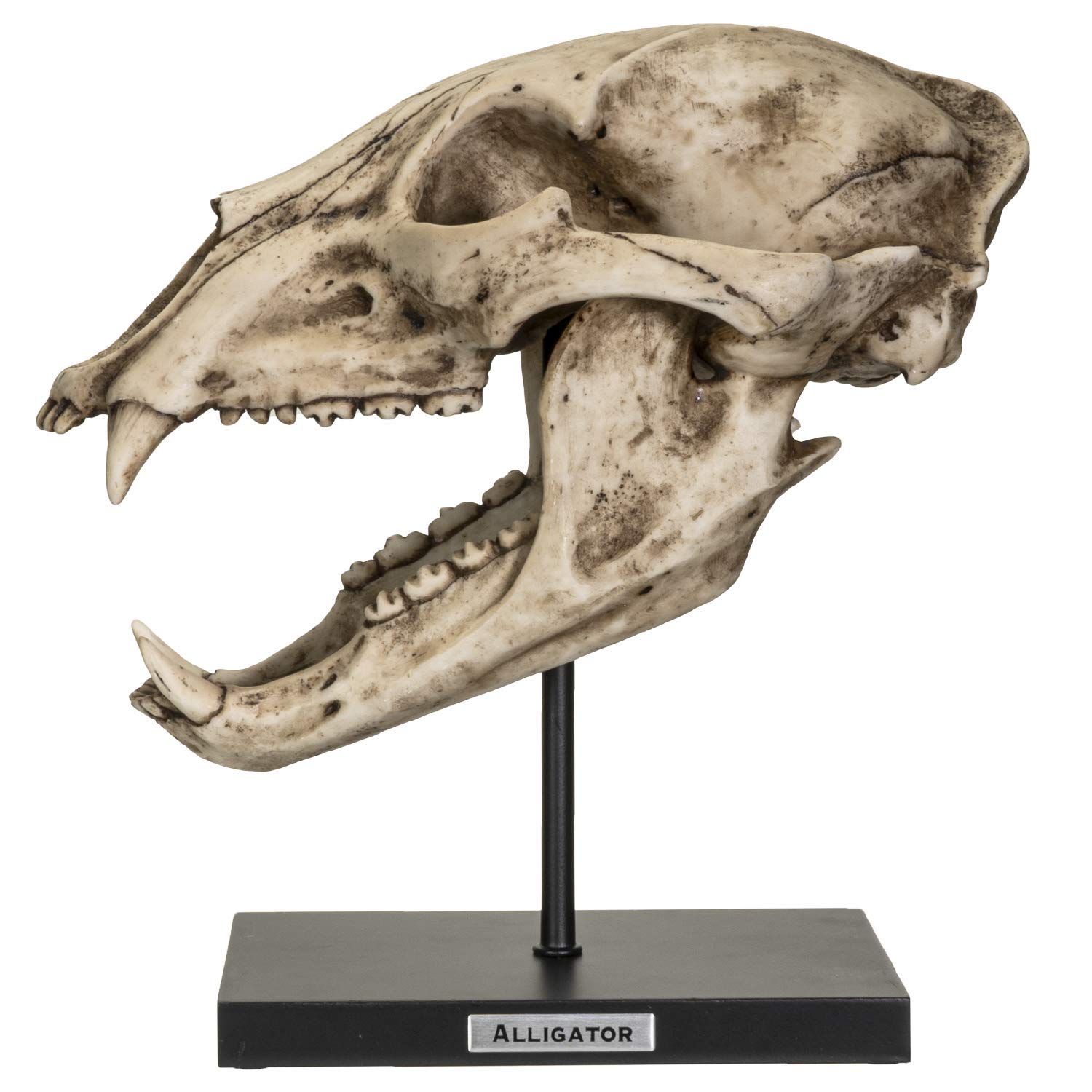 Amazon.com: Pacific Giftware Fossil Animals Replica American Black