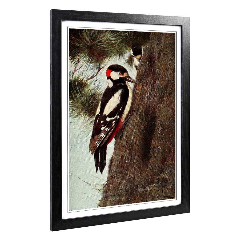 Big Box Art Framed Print of Vintage W Kuhnert Spotted Woodpecker Design | Wall Art Picture | Home Decor for Kitchen, Living Room, Bedroom, Hallway, Black, A2 / 24.5x18 Inch / 62x45cm