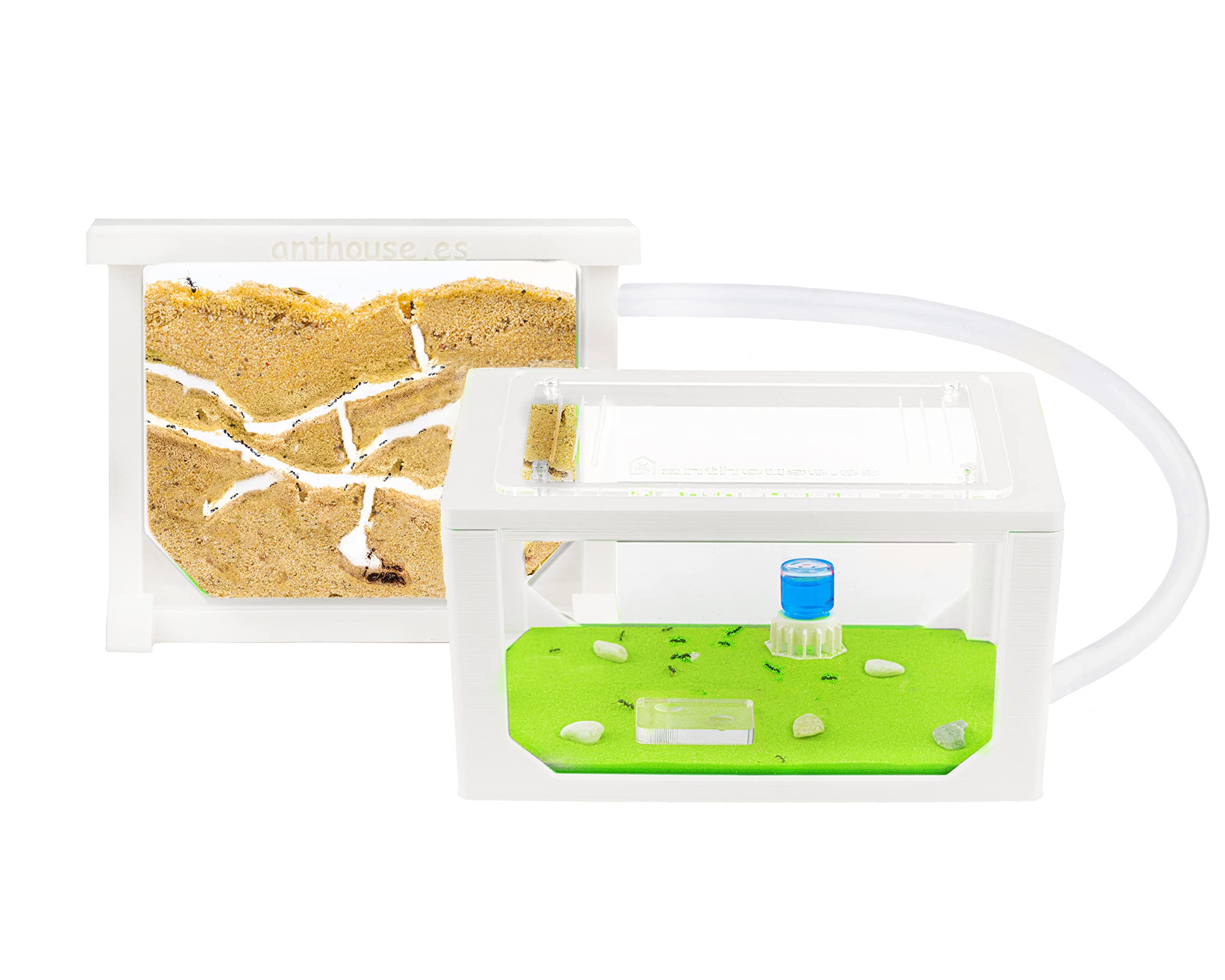 Anthouse.es - Hormiguero Natural de Arena - Kit Mini Hormiguero Acrílico (Sándwich + Caja de Forrajeo) - Granja de Hormigas con Colonia de Hormigas Incluida - 15 x 12 x 1 cm y 20 x 20 x 10 cm — view 12