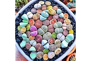 Pack of 20 Colorful Living Stones Lithops Live Plants