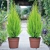 Italian Cypress Wilma Conifer Tree - 1 x Cupressus Plant in 10.5cm Pot, Ideal for Outdoor Gardens, Easy to Grow, Ideal for Borders & Containers by Thompson & Morgan